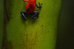 DSC_5589-Strawberry-Blue-jeans-Poison-Dart-Frog-with-tadpole